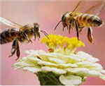 bees
